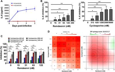 Remdesivir and Cyclosporine Synergistically Inhibit the Human Coronaviruses OC43 and SARS-CoV-2